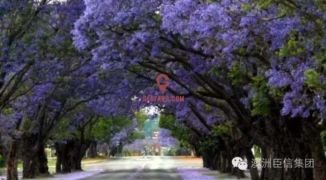 Brisbane is going to make the world jealous again! October's village is a purple fairy tale.
