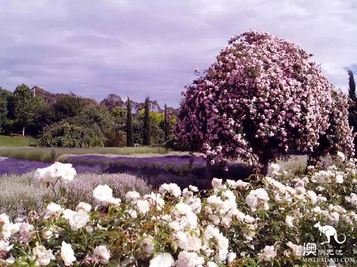 Melbourne's three most beautiful lavender gardens. I'm going to be a romantic fairy.