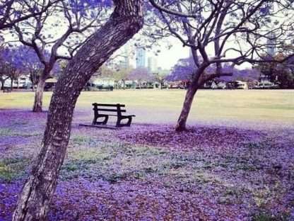 Brisbane is going to make the world jealous again! October's village is a purple fairy tale.
