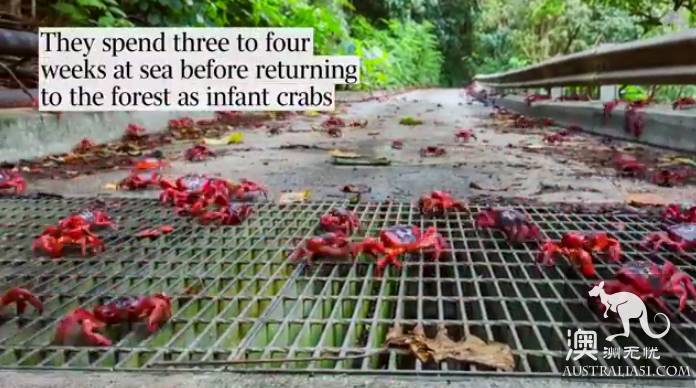 Shock Dotu! The 'Red Wave' attacked Christmas Island in Australia, a sight that is rare all over the world.