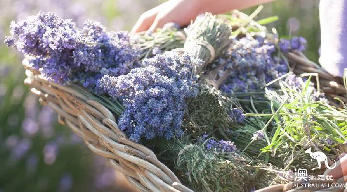Melbourne's three most beautiful lavender gardens. I'm going to be a romantic fairy.