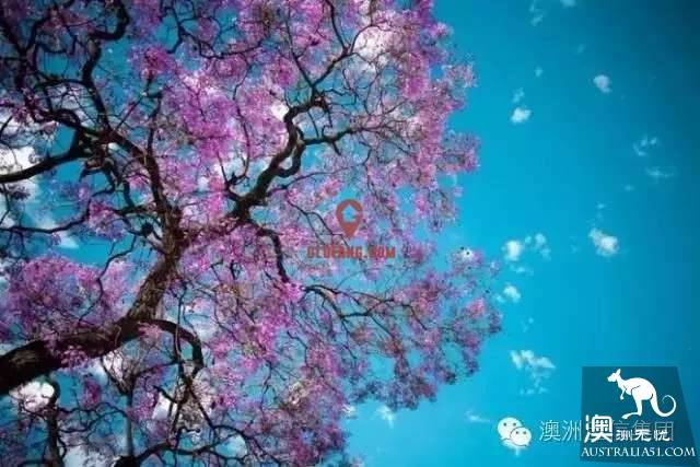 Brisbane is going to make the world jealous again! October's village is a purple fairy tale.