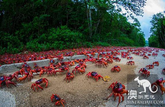 Shock Dotu! The 'Red Wave' attacked Christmas Island in Australia, a sight that is rare all over the world.