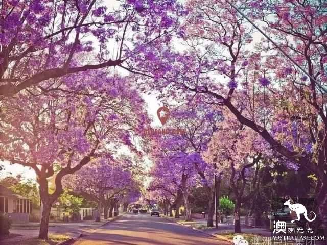 Brisbane is going to make the world jealous again! October's village is a purple fairy tale.