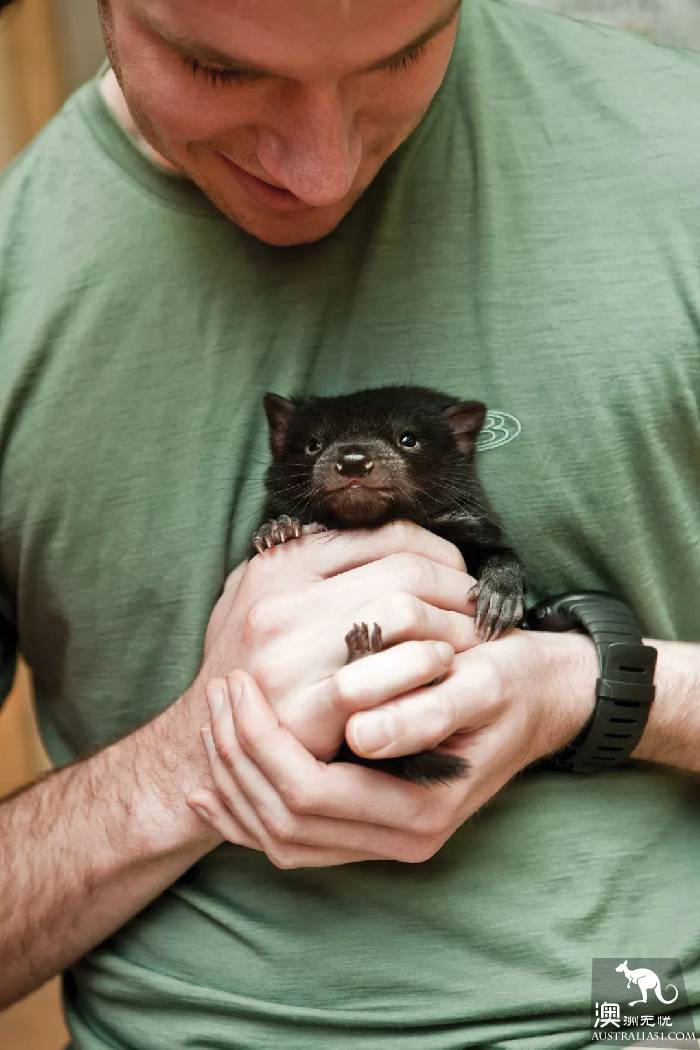 This little animal is known as the most special 'little devil' in Tahrena? That's your misunderstanding!