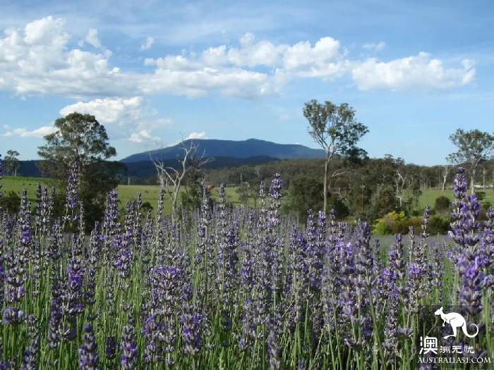 Early spring, Sydney around the 'flirting with grass' full introduction, have you learned?