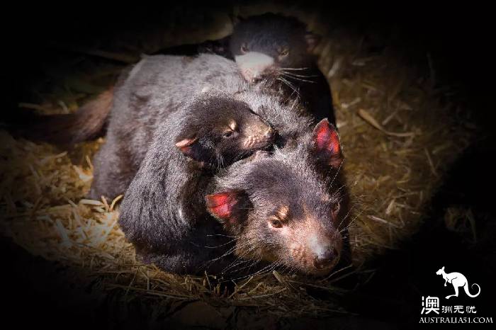 This little animal is known as the most special 'little devil' in Tahrena? That's your misunderstanding!