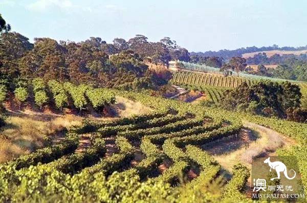 Now it must be known that each of the nine largest wine producers in Australia has hidden mystery.