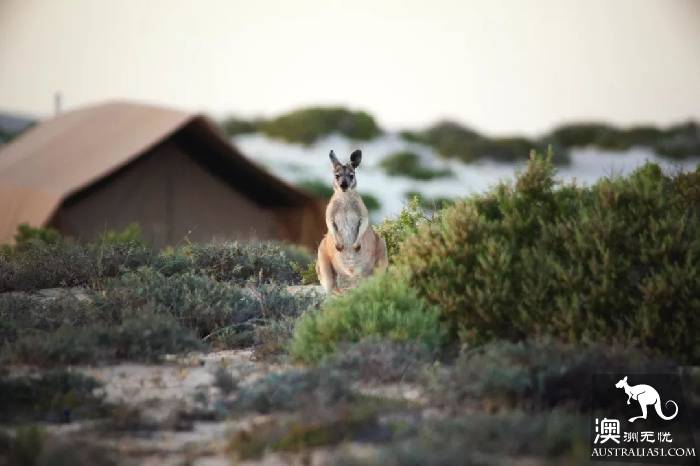 There is a kind of trip called wild luxury, there is a kind of hotel called Glamping