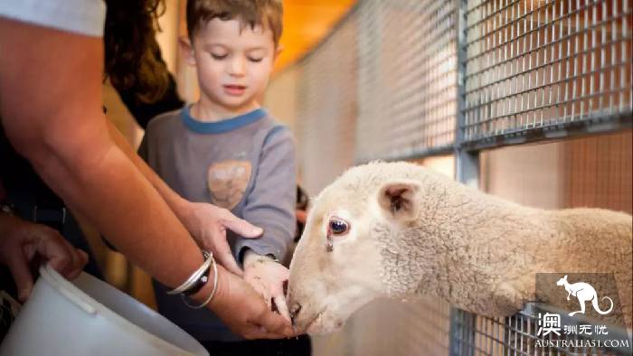 超经典的墨尔本企鹅岛，换种网红爆赞姿势打卡如何？