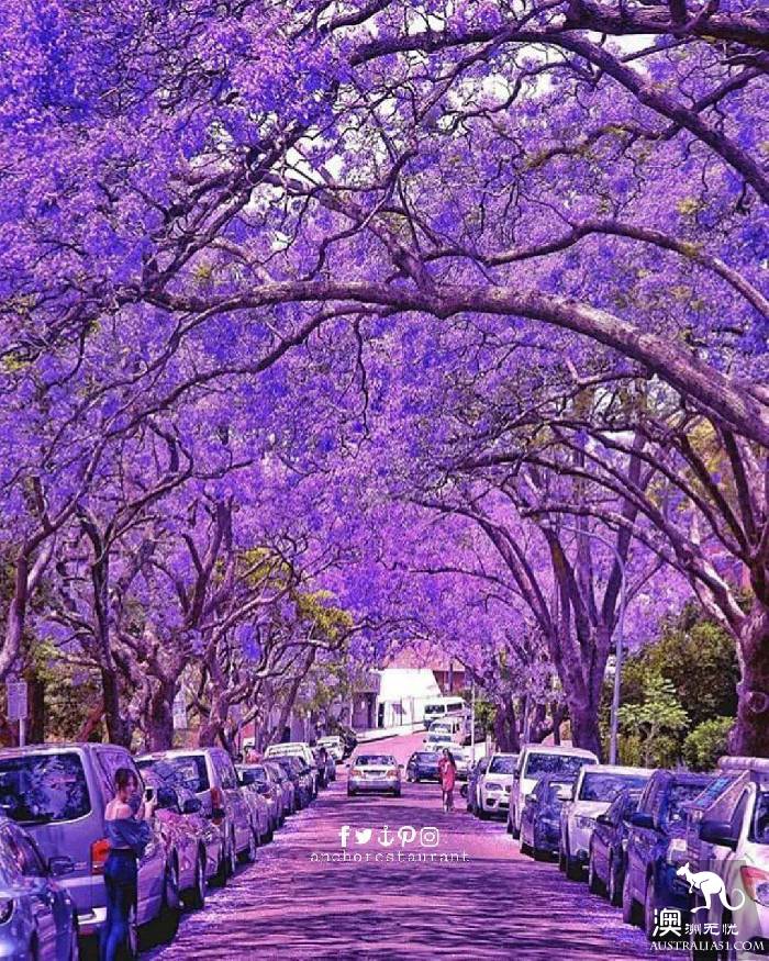 Brisbane is going to make the world jealous again! October's village is a purple fairy tale.