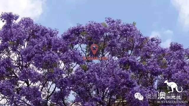 Brisbane is going to make the world jealous again! October's village is a purple fairy tale.
