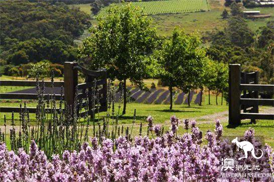 Melbourne's three most beautiful lavender gardens. I'm going to be a romantic fairy.