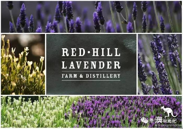 Victoria four famous lavender flowers sea the strongest introduction! Across to Provence in an instant.