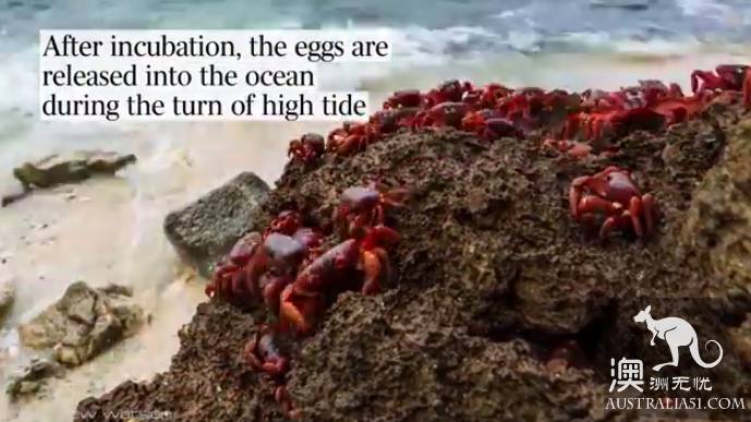 Shock Dotu! The 'Red Wave' attacked Christmas Island in Australia, a sight that is rare all over the world.