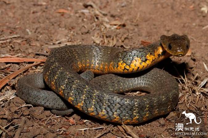 Australian pupils have been bitten by snakes, causing panic