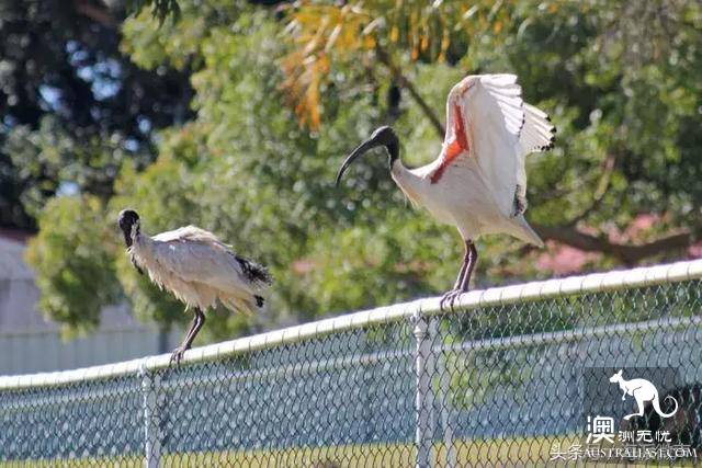 Finally knew what the 'junk bird' was on the streets of Australia, but government started ordering it to be hunted.