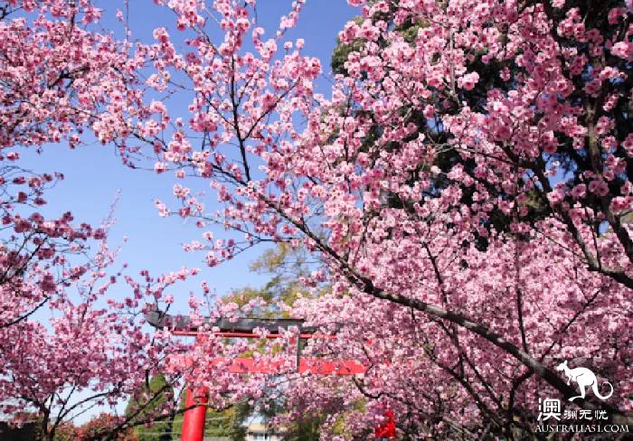 Early spring, Sydney around the 'flirting with grass' full introduction, have you learned?