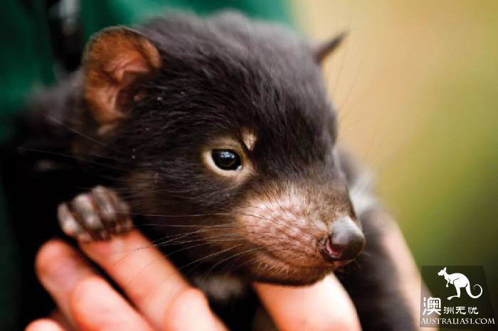 This little animal is known as the most special 'little devil' in Tahrena? That's your misunderstanding!