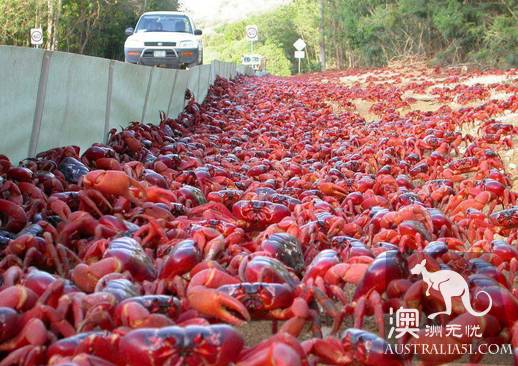 Shock Dotu! The 'Red Wave' attacked Christmas Island in Australia, a sight that is rare all over the world.