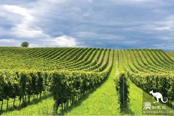 Now it must be known that each of the nine largest wine producers in Australia has hidden mystery.