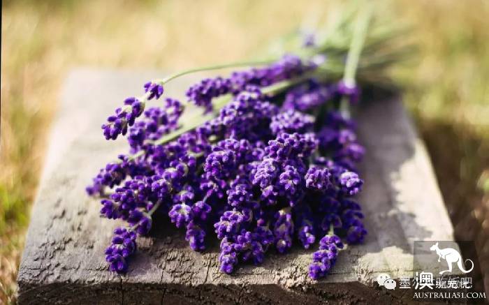 Victoria four famous lavender flowers sea the strongest introduction! Across to Provence in an instant.