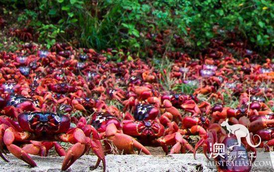 Shock Dotu! The 'Red Wave' attacked Christmas Island in Australia, a sight that is rare all over the world.