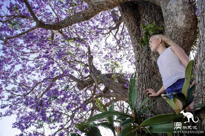 Early spring, Sydney around the 'flirting with grass' full introduction, have you learned?