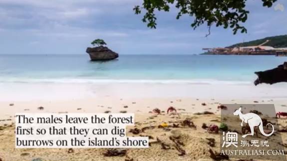 Shock Dotu! The 'Red Wave' attacked Christmas Island in Australia, a sight that is rare all over the world.