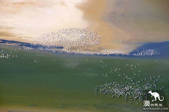 Lake El: the most mysterious lake in Australia, only once in 25 years.