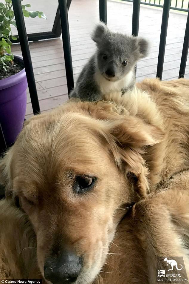 The lovely little koala snuck into the residents' house on the cold night, and the bear held the golden fur dog to keep warm.