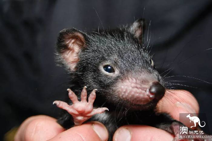 This little animal is known as the most special 'little devil' in Tahrena? That's your misunderstanding!