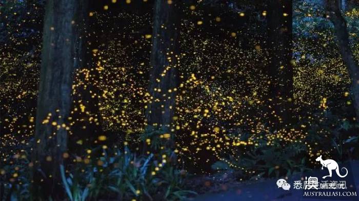 Sydney will have a magical thing to happen, a group of elves outside Sydney, like a dream!