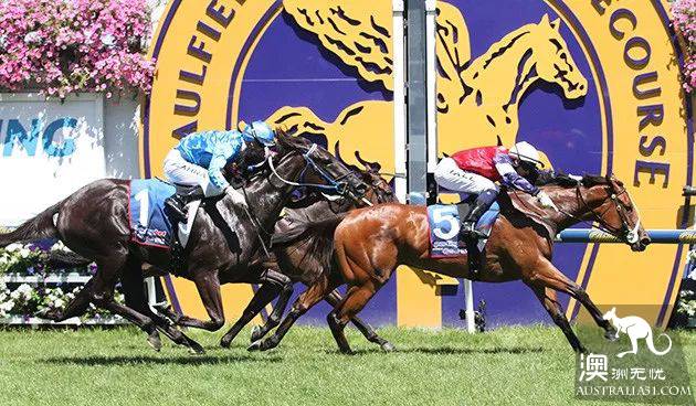 After Melbourne Cup, let's take a look at the past and this life of Melbourne Horse Farm.