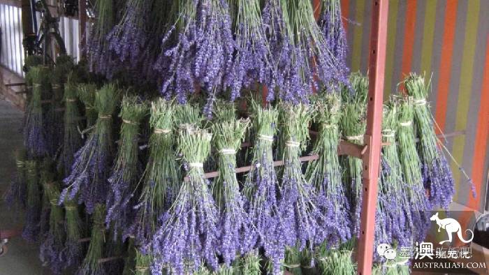 Victoria four famous lavender flowers sea the strongest introduction! Across to Provence in an instant.