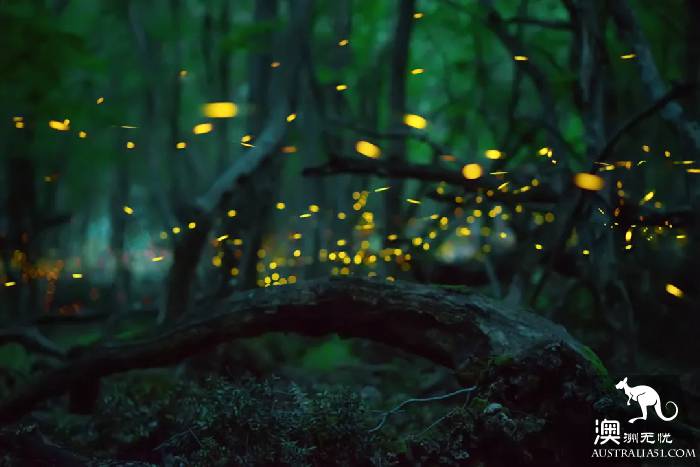 Melbourne all firefly watching introduction, drive 2 hours! Go to Melba Gully and see the fireflies.