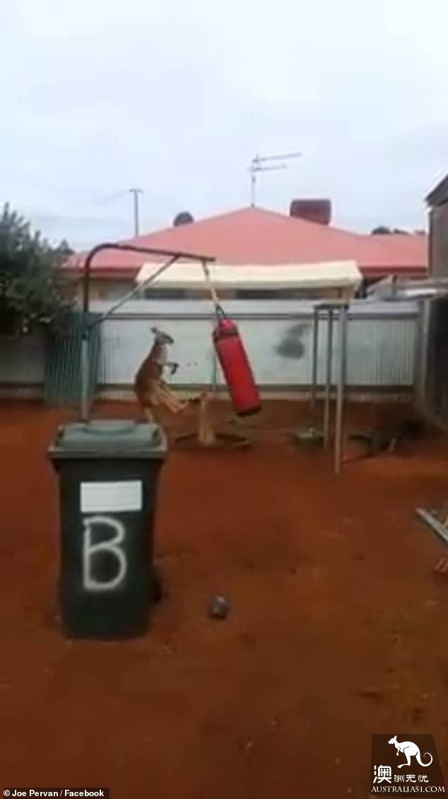 It's a boxing rat! Kangaroos pack sandbags in the backyard of Australian residents