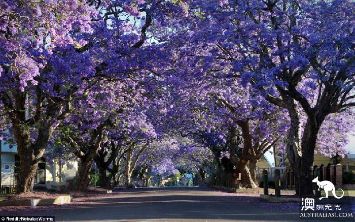 Sydney's jacaranda blossoms, attracting a large number of photographers.