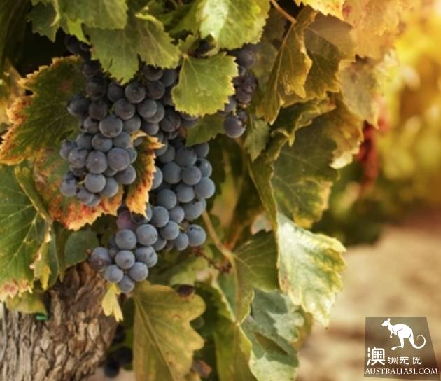 Now it must be known that each of the nine largest wine producers in Australia has hidden mystery.