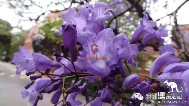 Brisbane is going to make the world jealous again! October's village is a purple fairy tale.