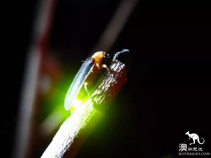 Melbourne all firefly watching introduction, drive 2 hours! Go to Melba Gully and see the fireflies.