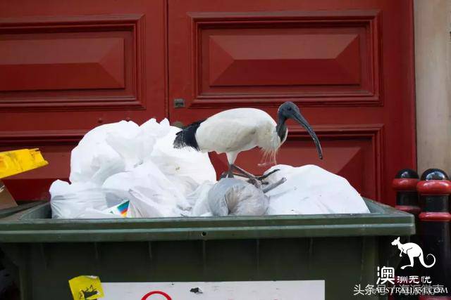 Finally knew what the 'junk bird' was on the streets of Australia, but government started ordering it to be hunted.