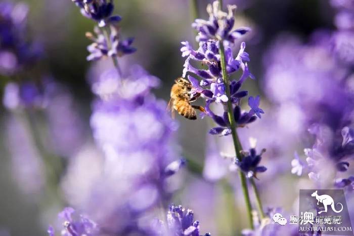 Victoria four famous lavender flowers sea the strongest introduction! Across to Provence in an instant.