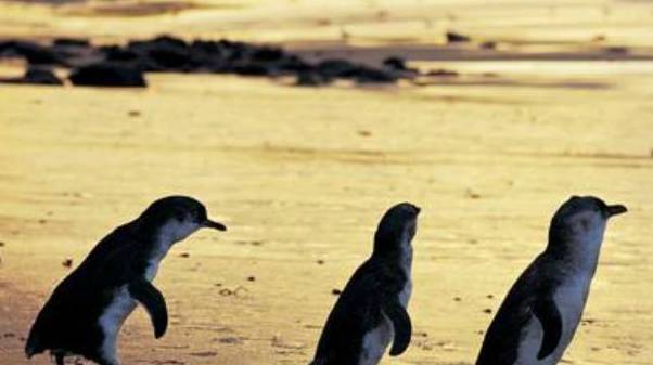 Finally! Melbourne's funniest places list! each Top15 is worth a whole day's play.