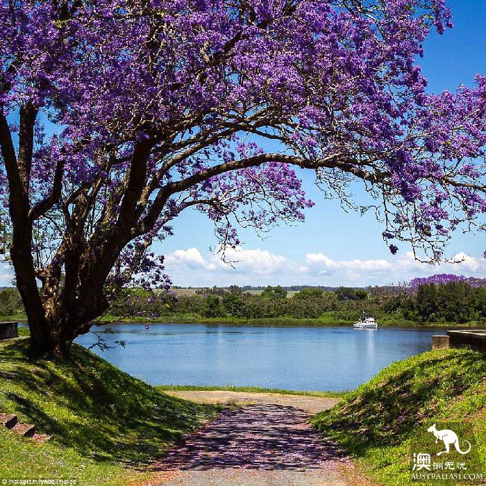 Sydney's jacaranda blossoms, attracting a large number of photographers.