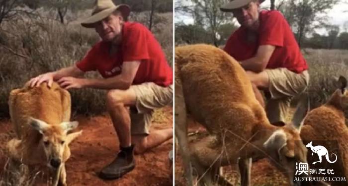 Australia super 'internet celebrity' kangaroo went to the west yesterday, once because of muscle flashover red! Make the netizens feel sorry