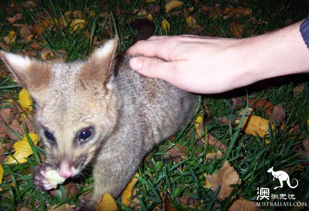 Finally! Melbourne's funniest places list! each Top15 is worth a whole day's play.