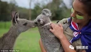 Mourn! The last sloth in Australia died! But don't be afraid. There are still these animals in Australia that we can enjoy.