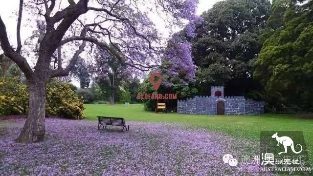 Brisbane is going to make the world jealous again! October's village is a purple fairy tale.