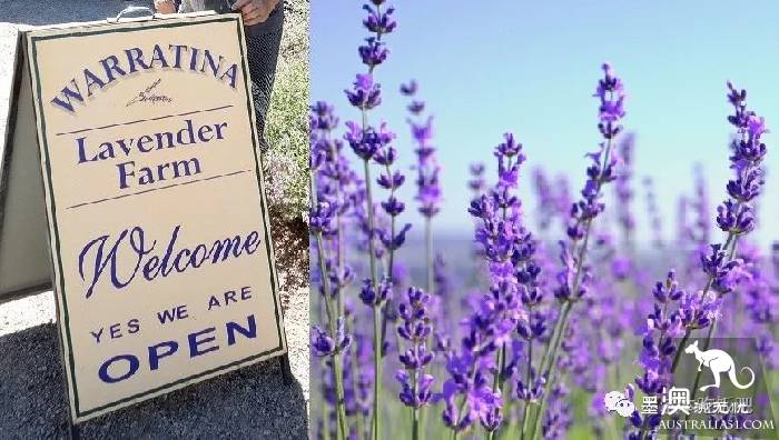 Victoria four famous lavender flowers sea the strongest introduction! Across to Provence in an instant.